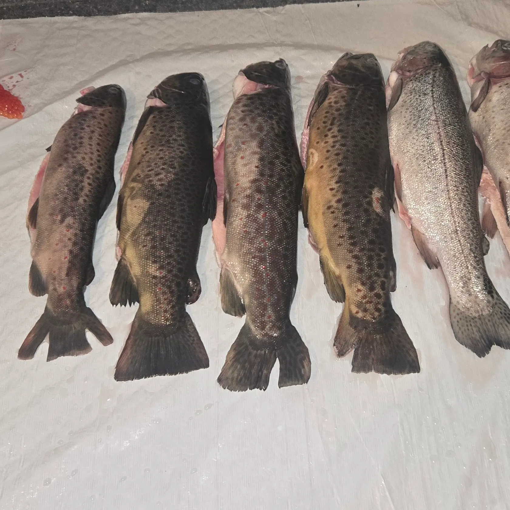 recently logged catches