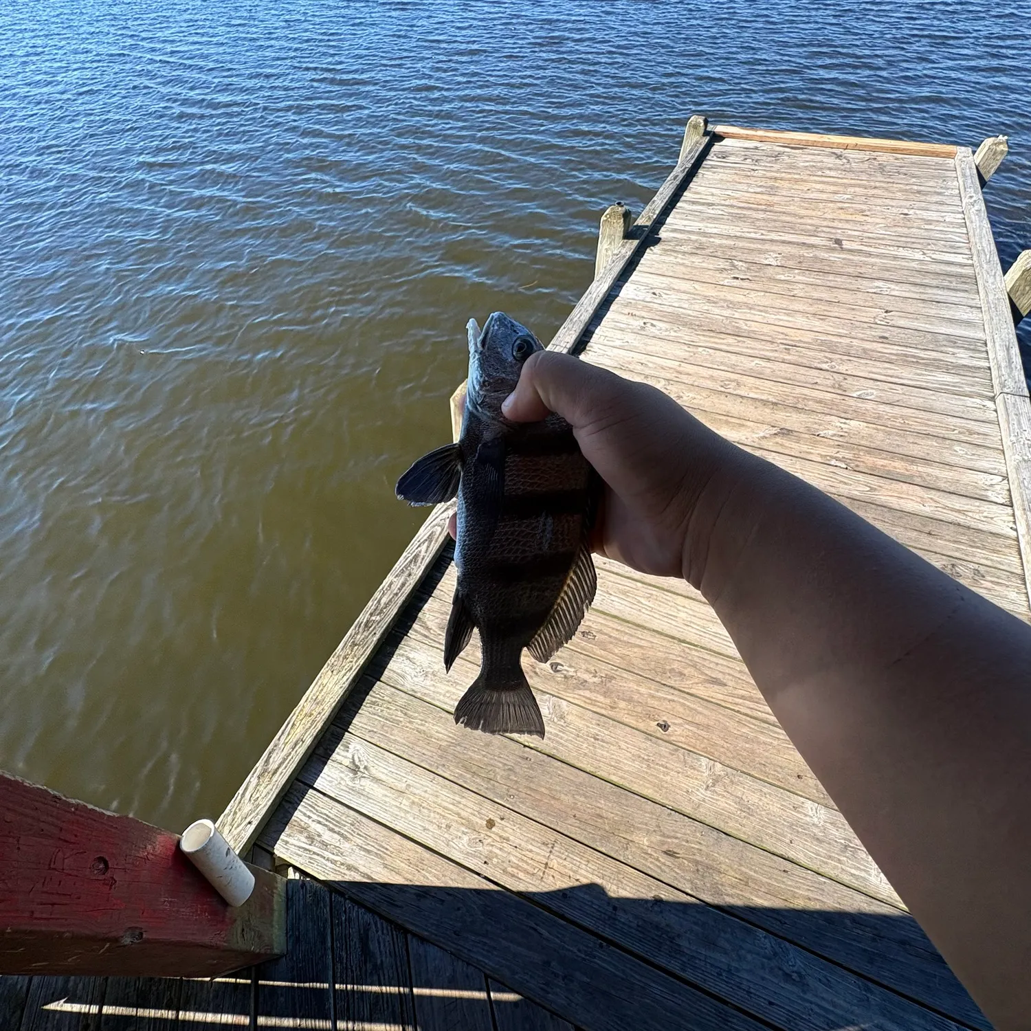 Black drum caught on Fishbrain