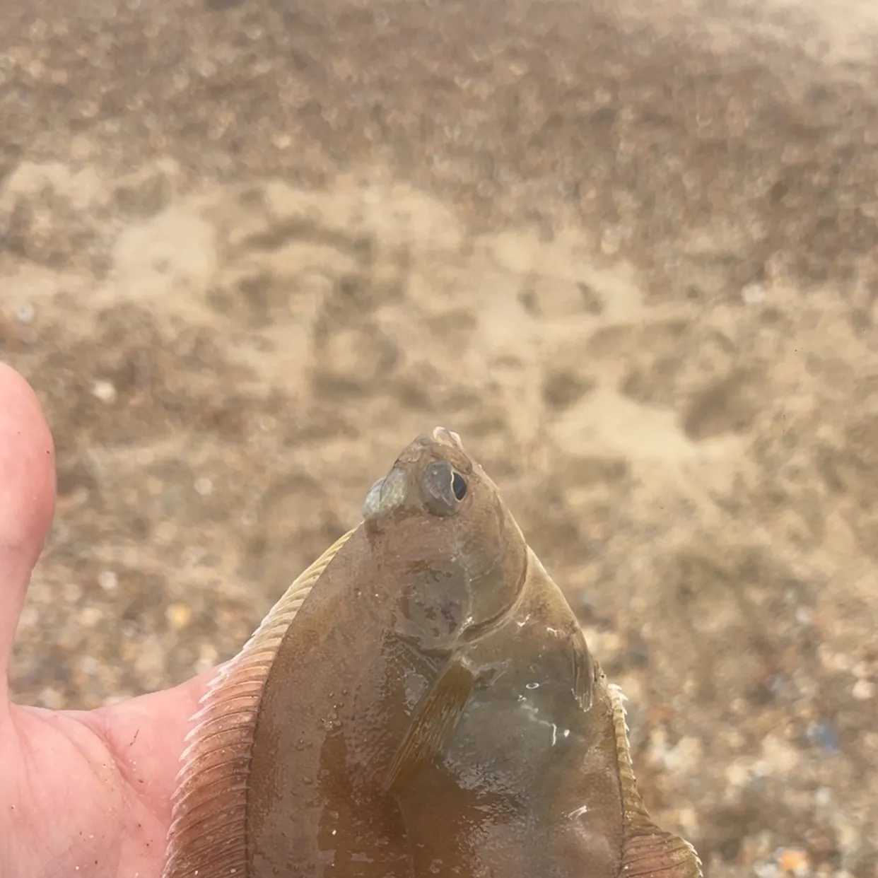 The most recent Common dab catches on Fishbrain