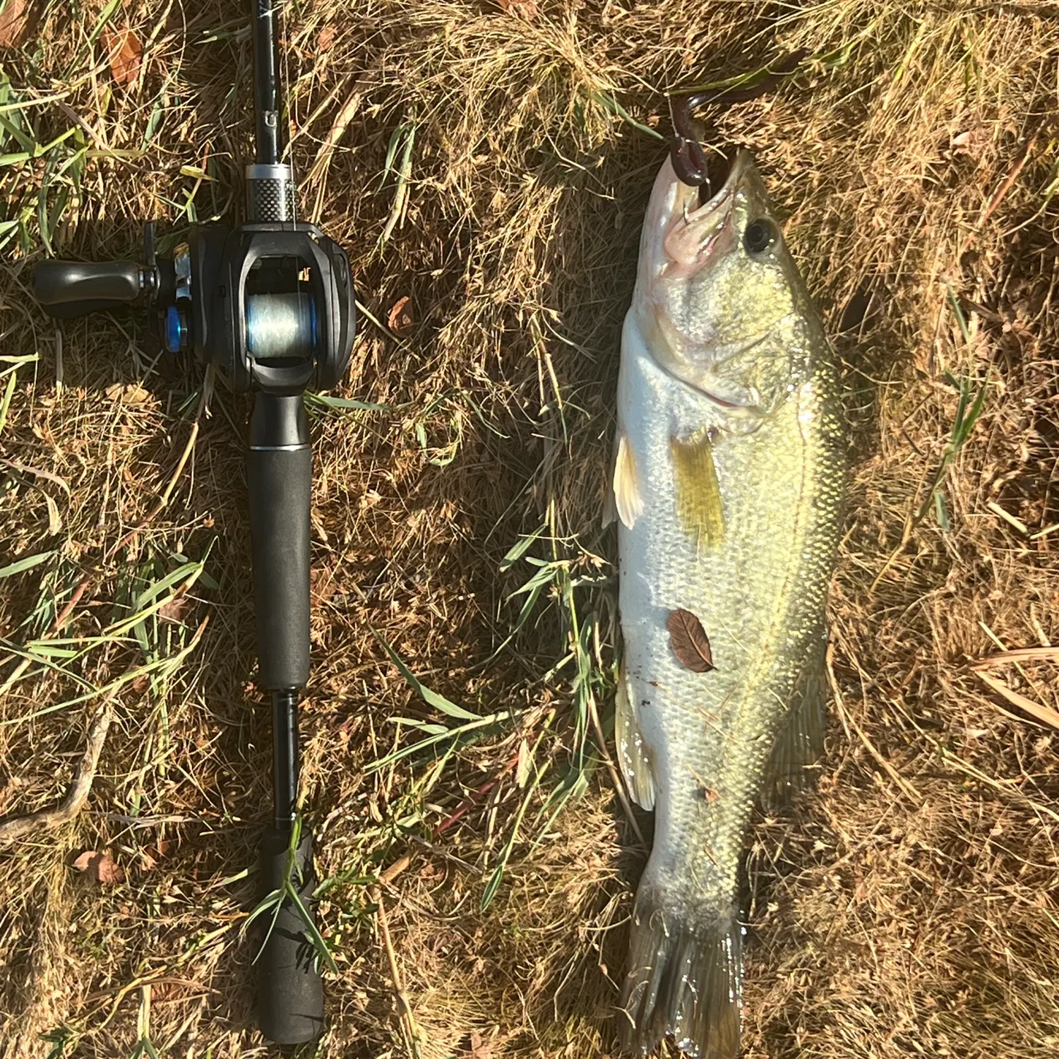 Largemouth bass caught on Fishbrain