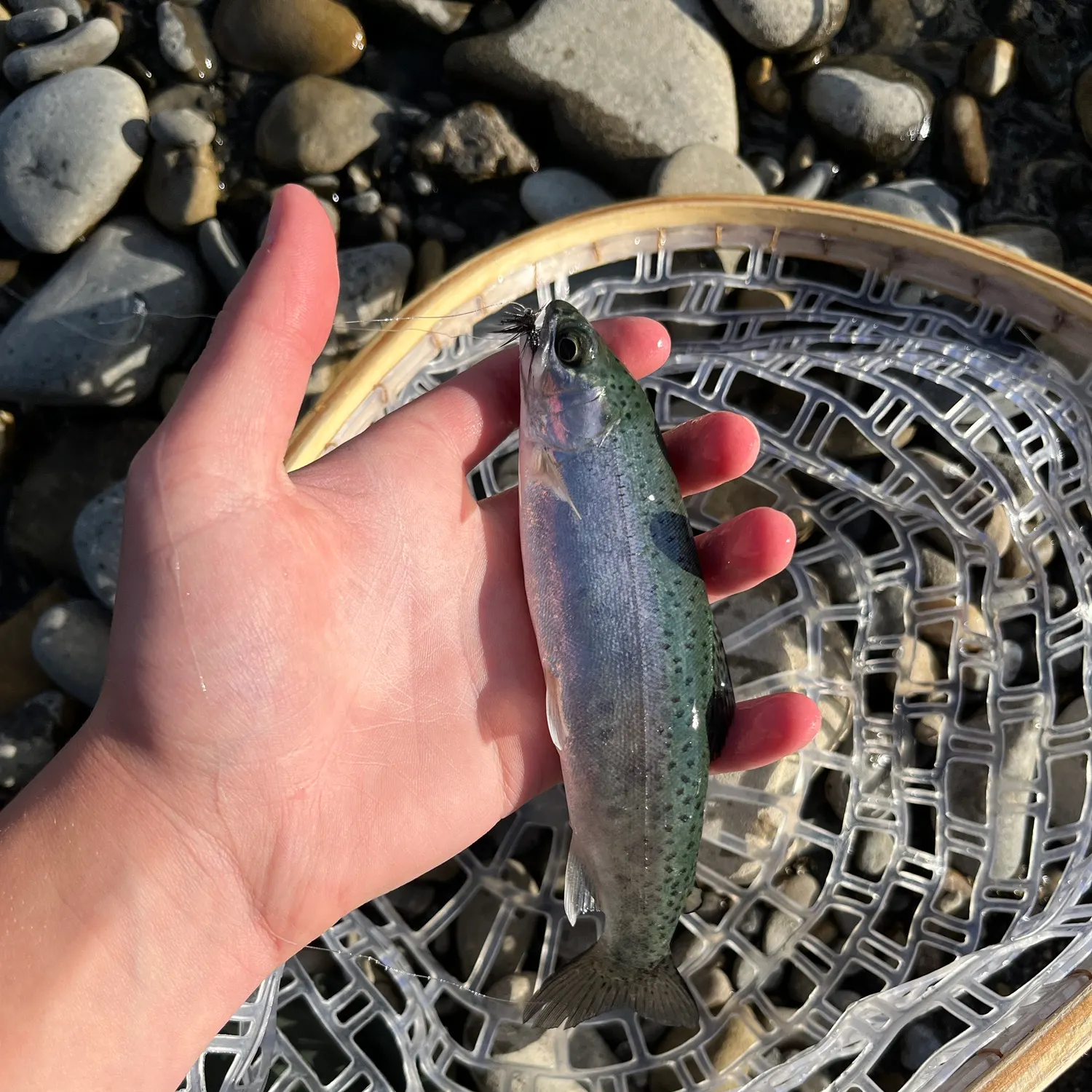 Rainbow trout caught on Fishbrain