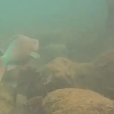 The most recent Rainbow parrotfish catches on Fishbrain