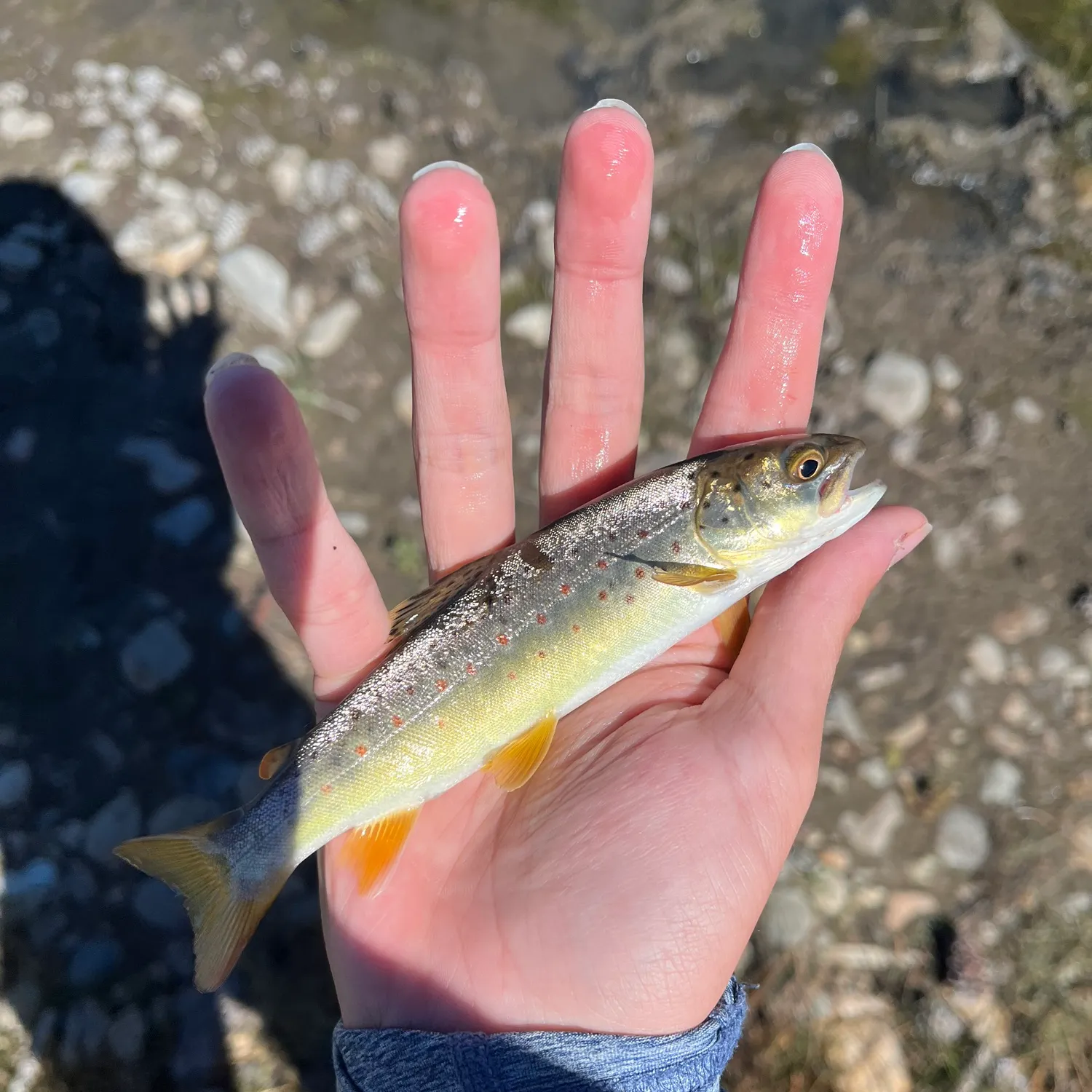 Brown trout caught on Fishbrain