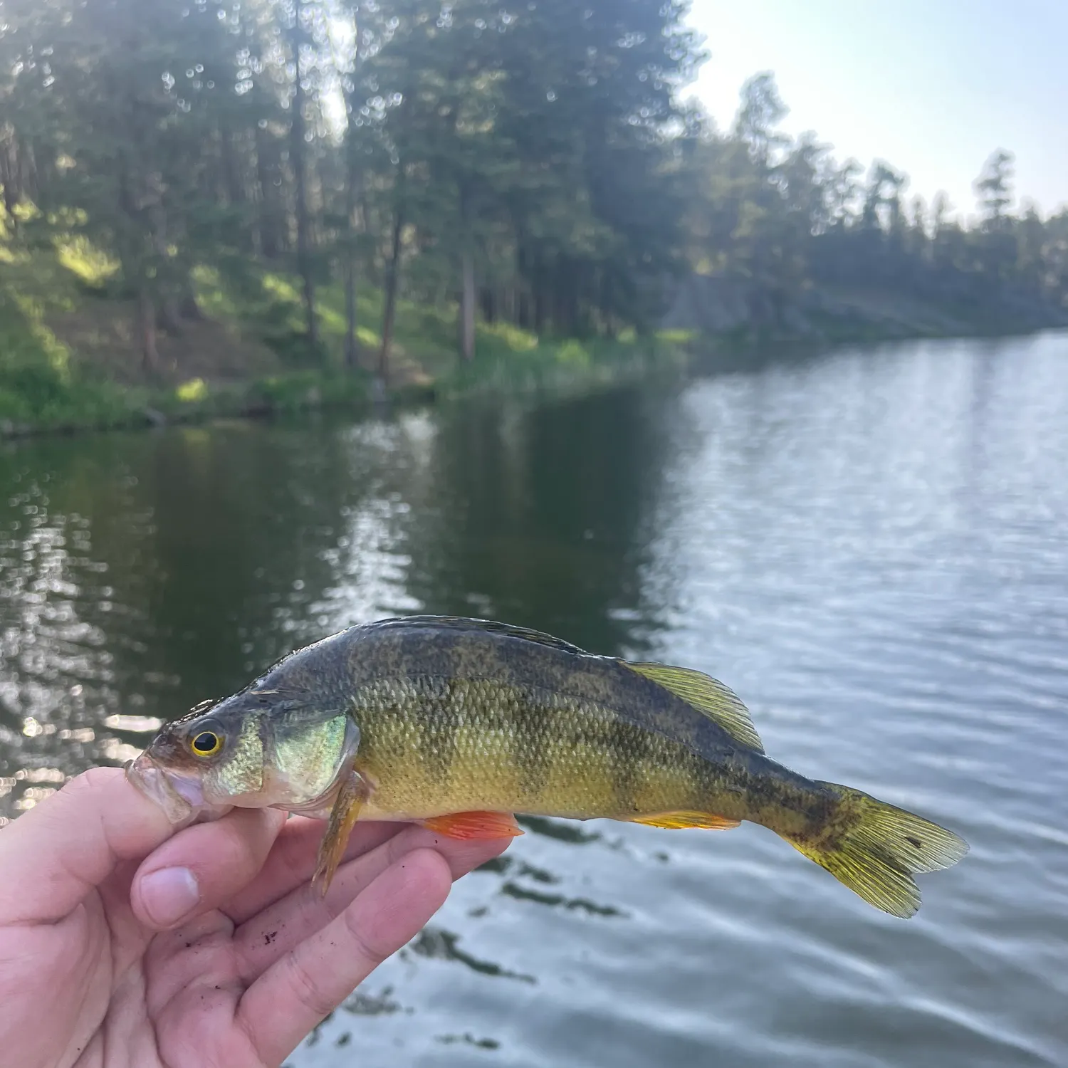 angler catch