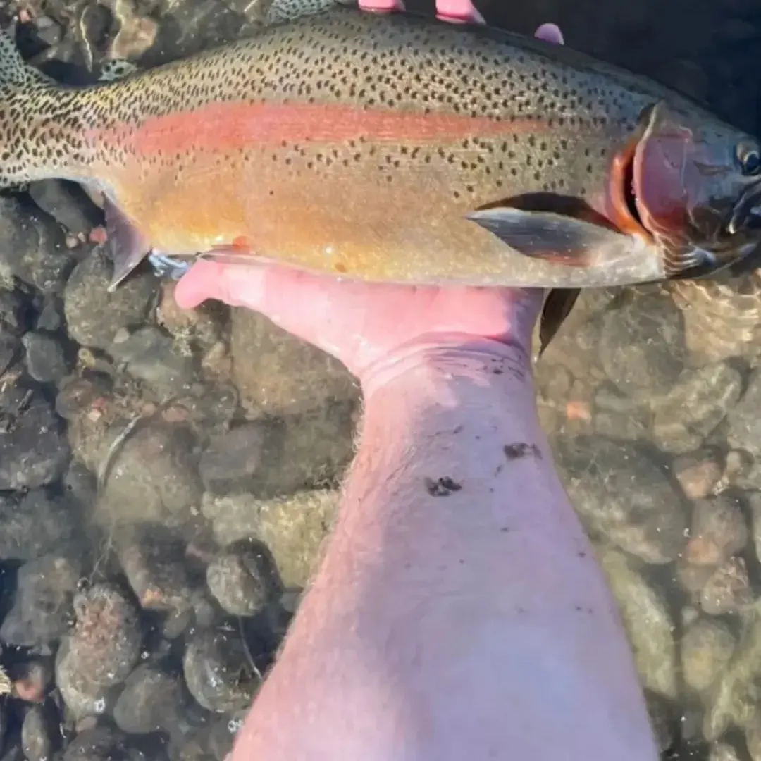 Rainbow trout caught on Fishbrain