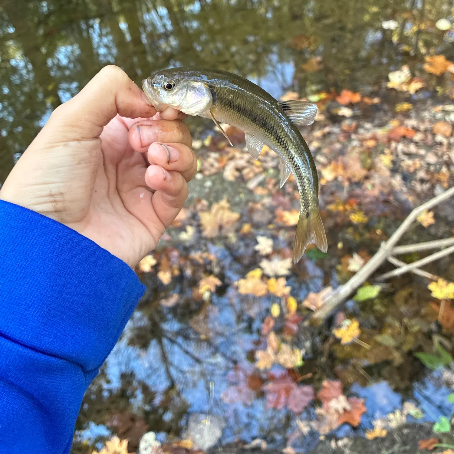 Creek chub caught on Fishbrain