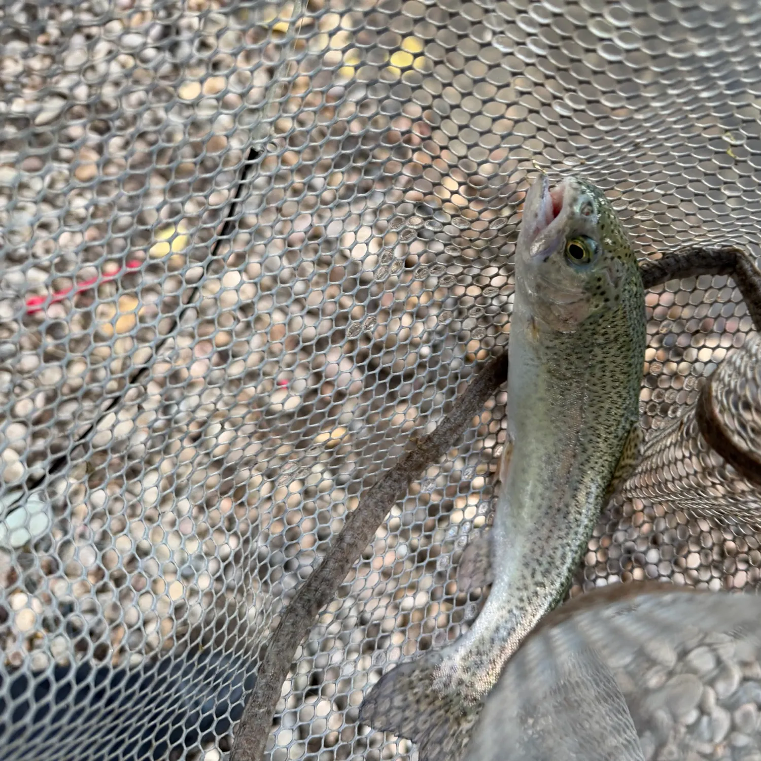 Rainbow trout caught on Fishbrain