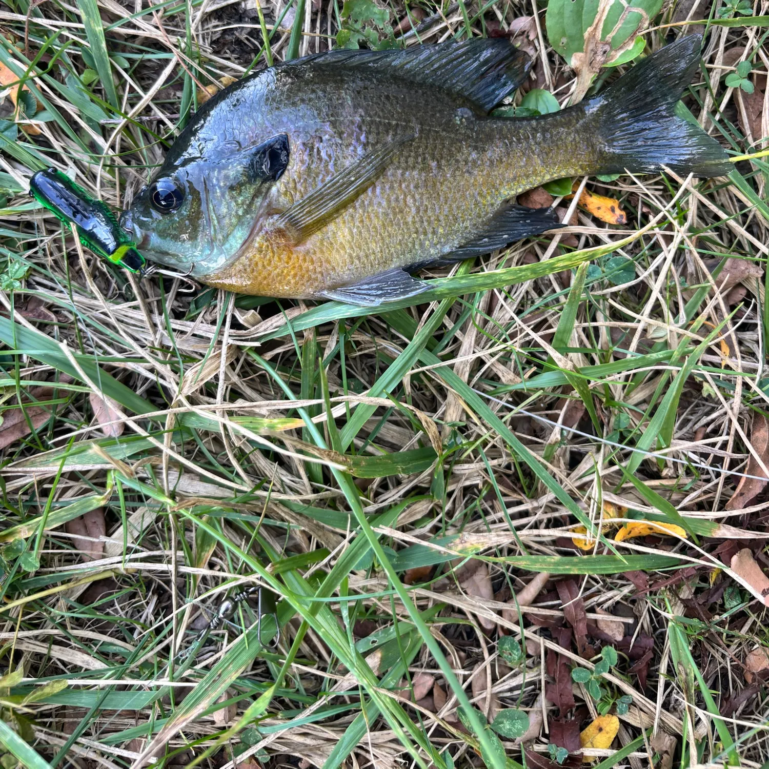 Bluegill caught on Fishbrain