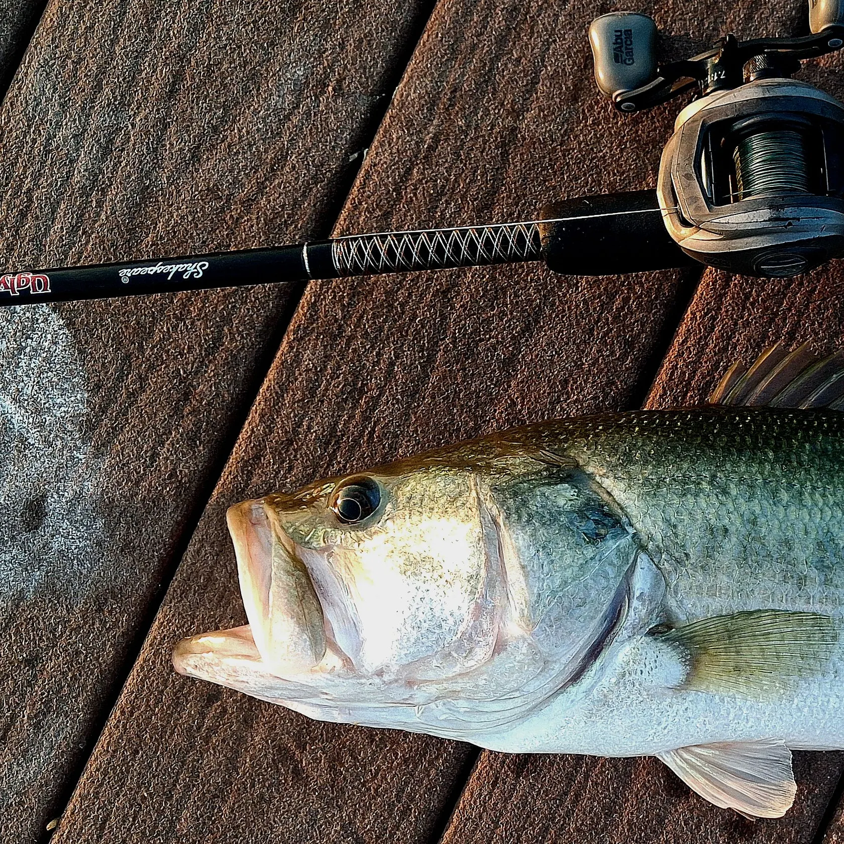 The most recent Largemouth bass catches on Fishbrain