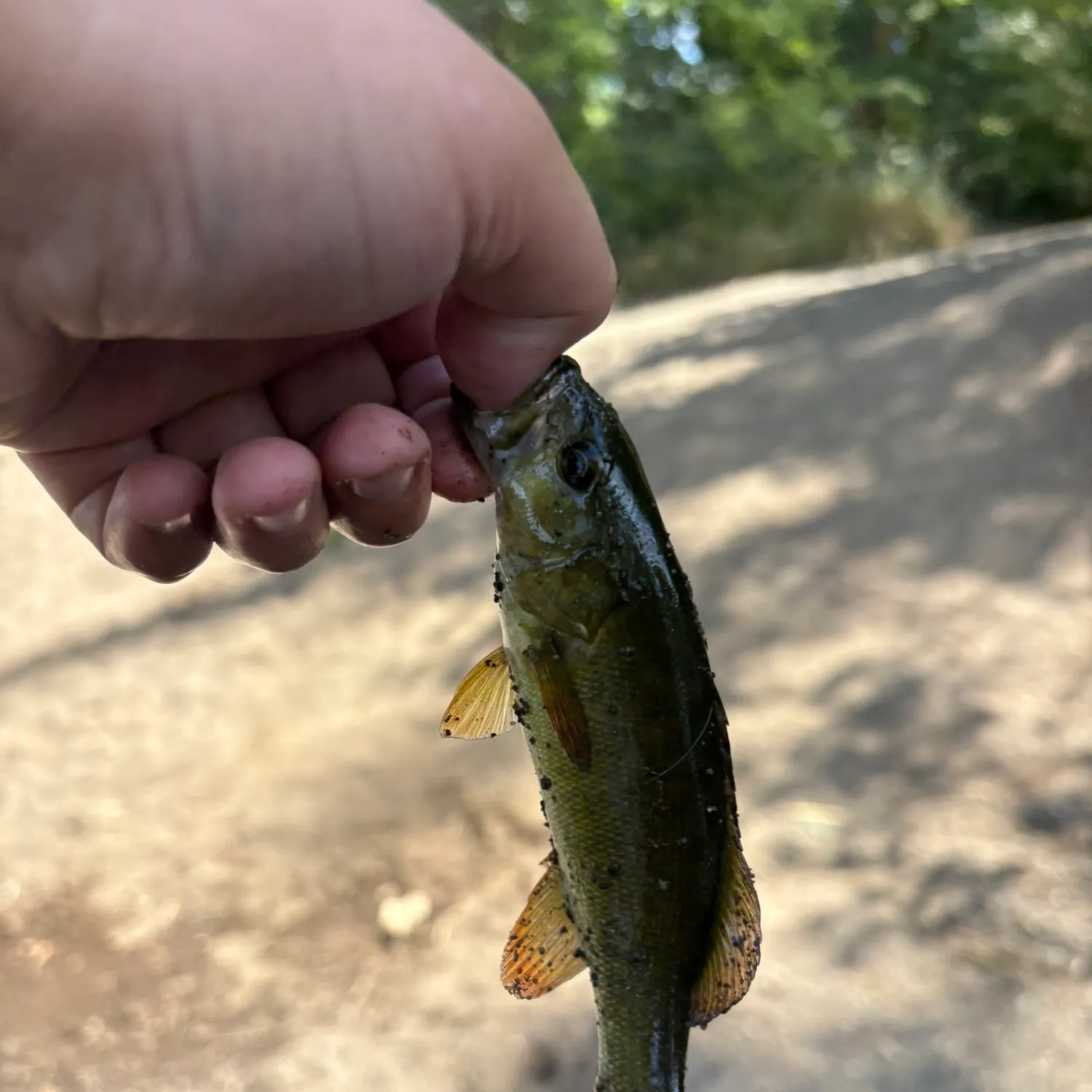 Smallmouth bass caught on Fishbrain