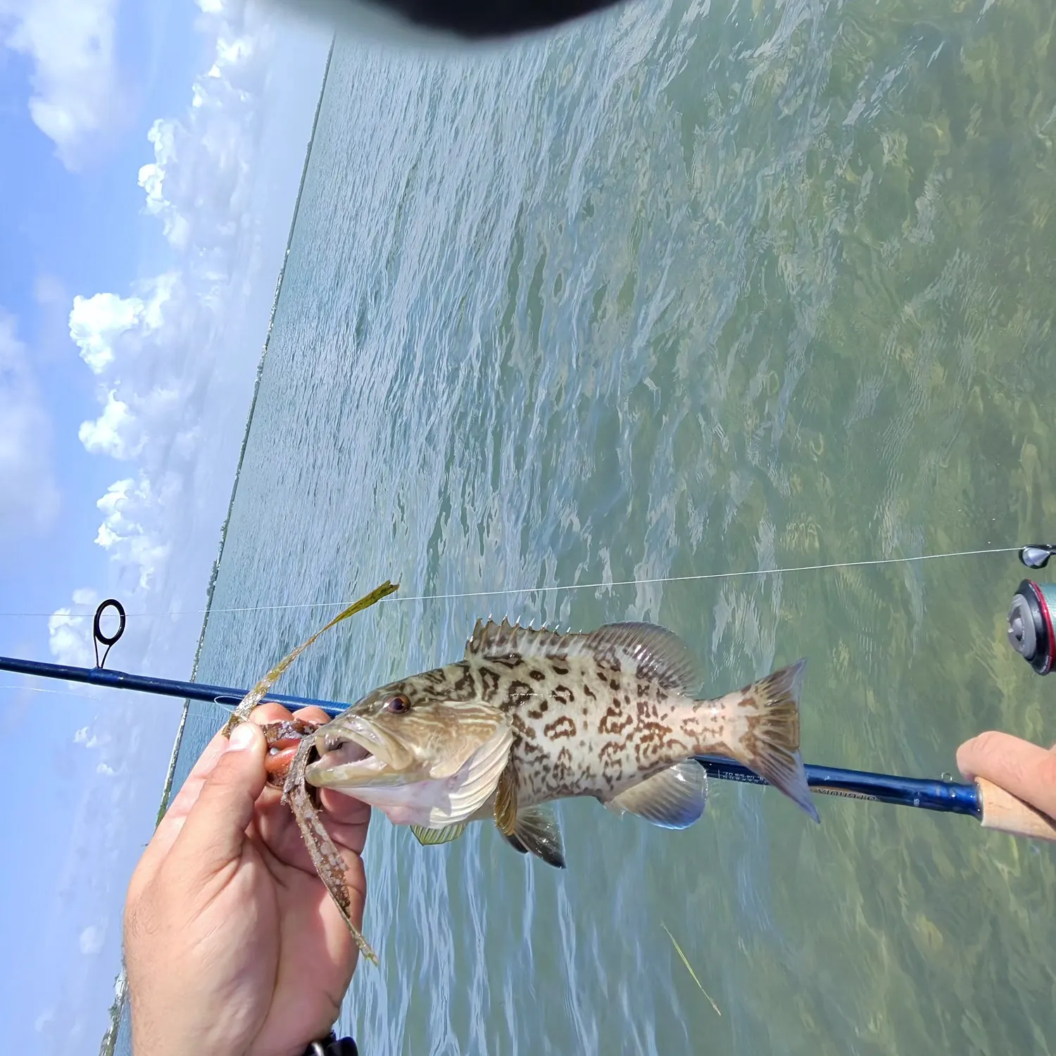 The most recent Gag grouper catches on Fishbrain