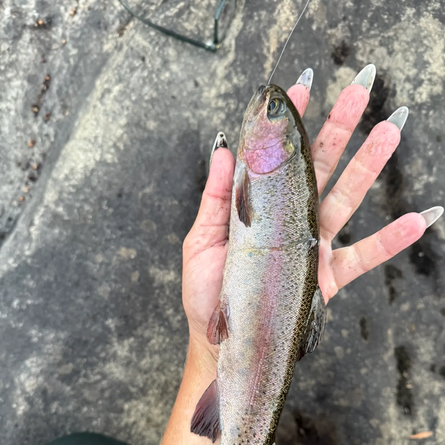 Rainbow trout caught on Fishbrain