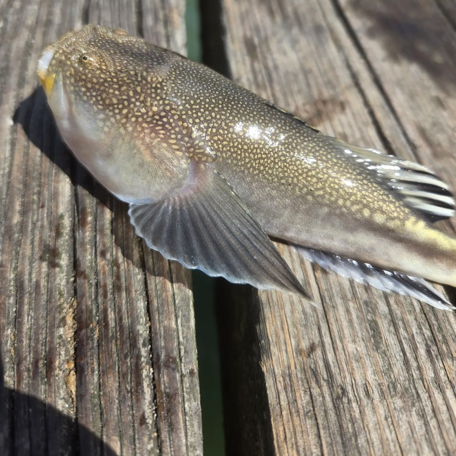 The most recent Northern stargazer catches on Fishbrain