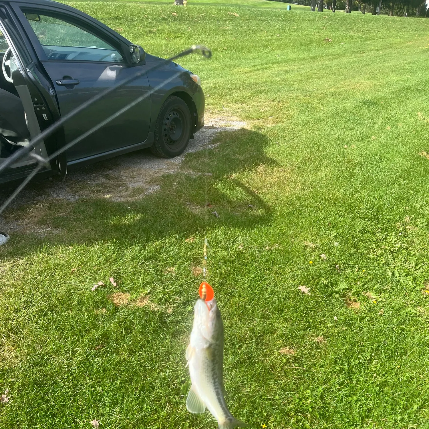Fish caught on Fishbrain