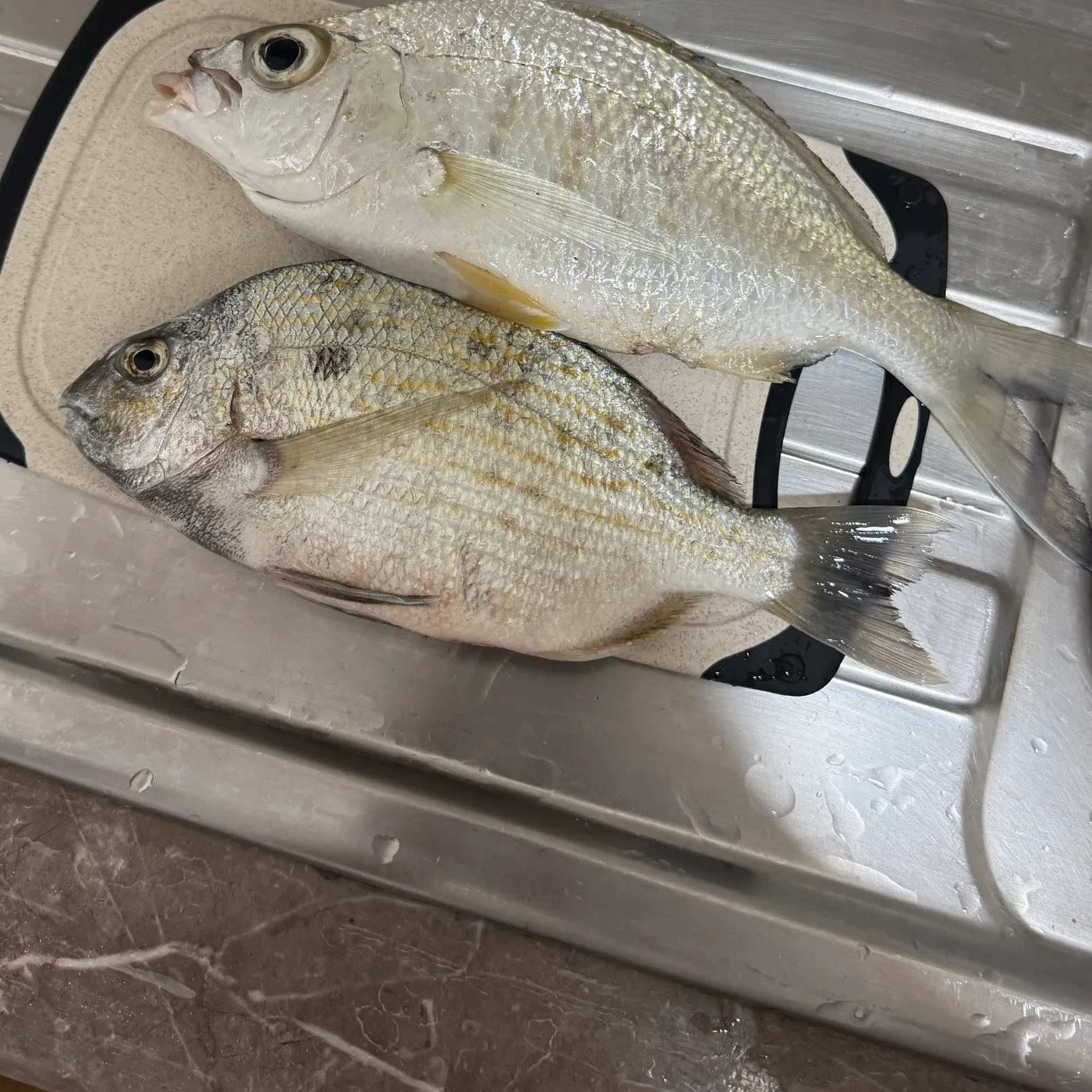 The most recent Striped mojarra catches on Fishbrain