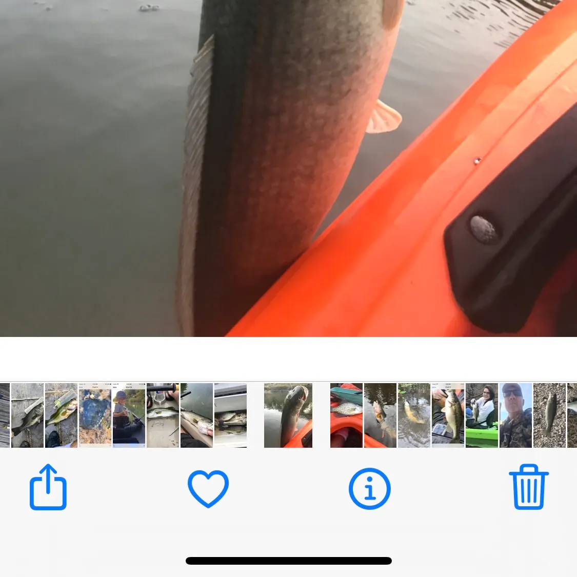 recently logged catches