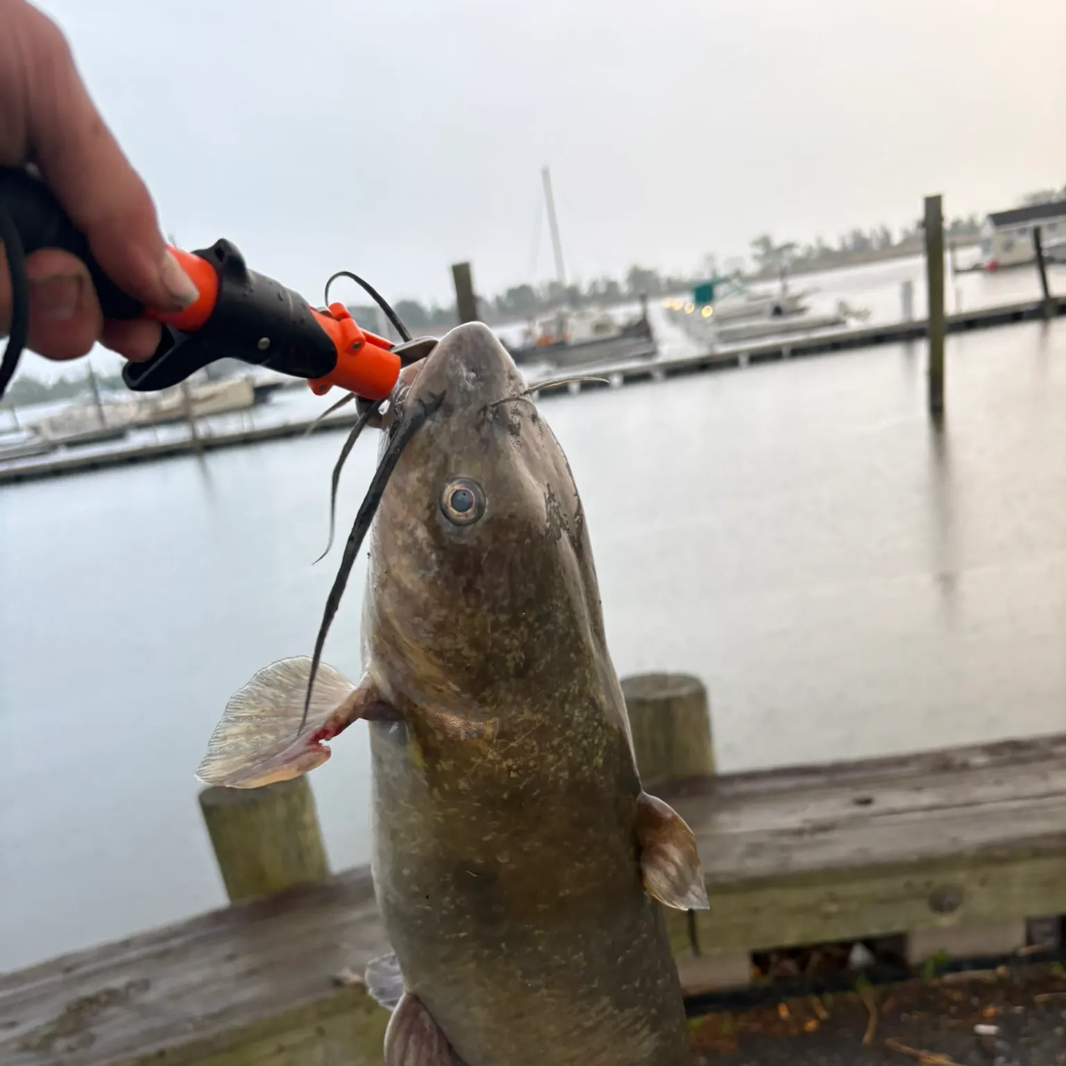 catch