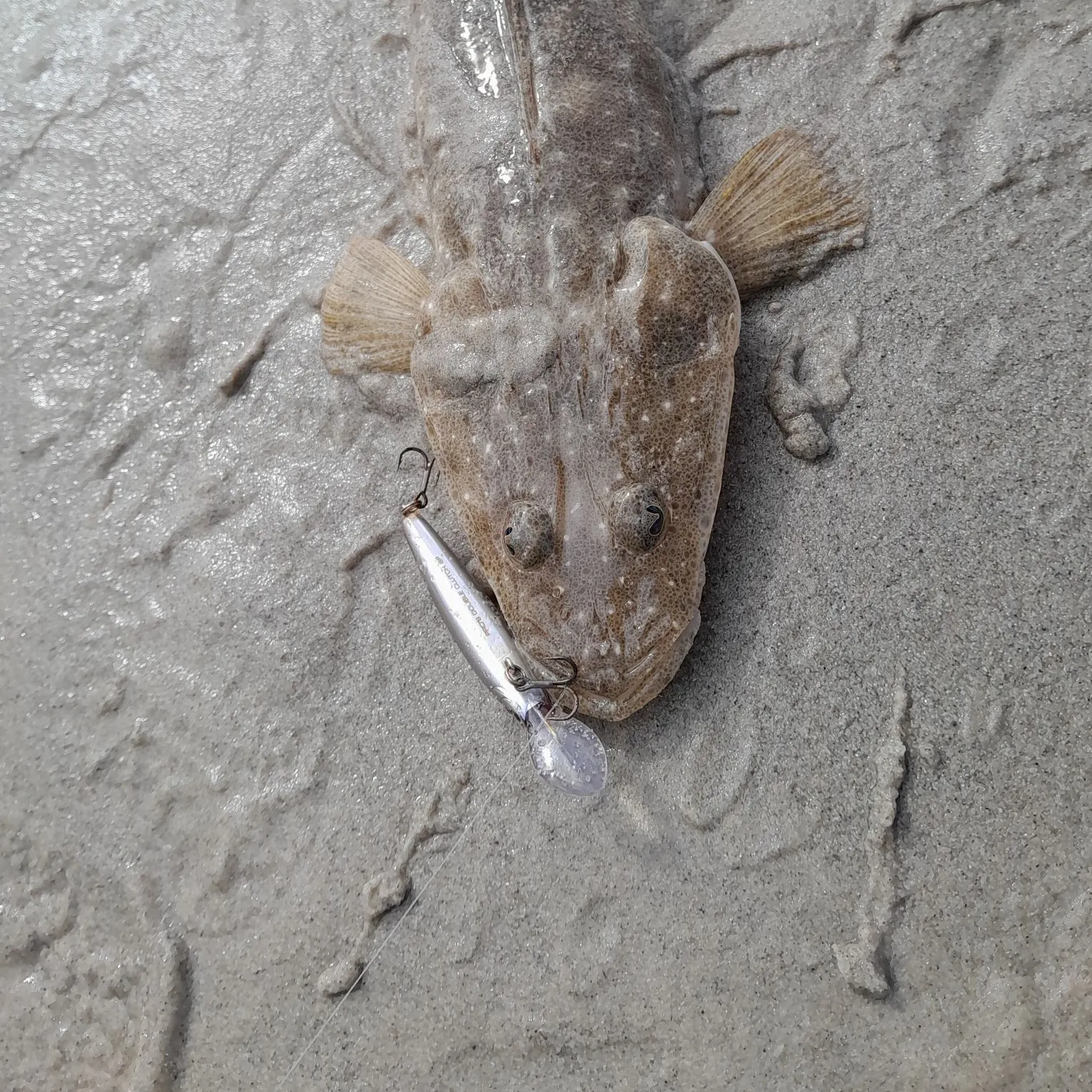 Dusky flathead caught on Fishbrain