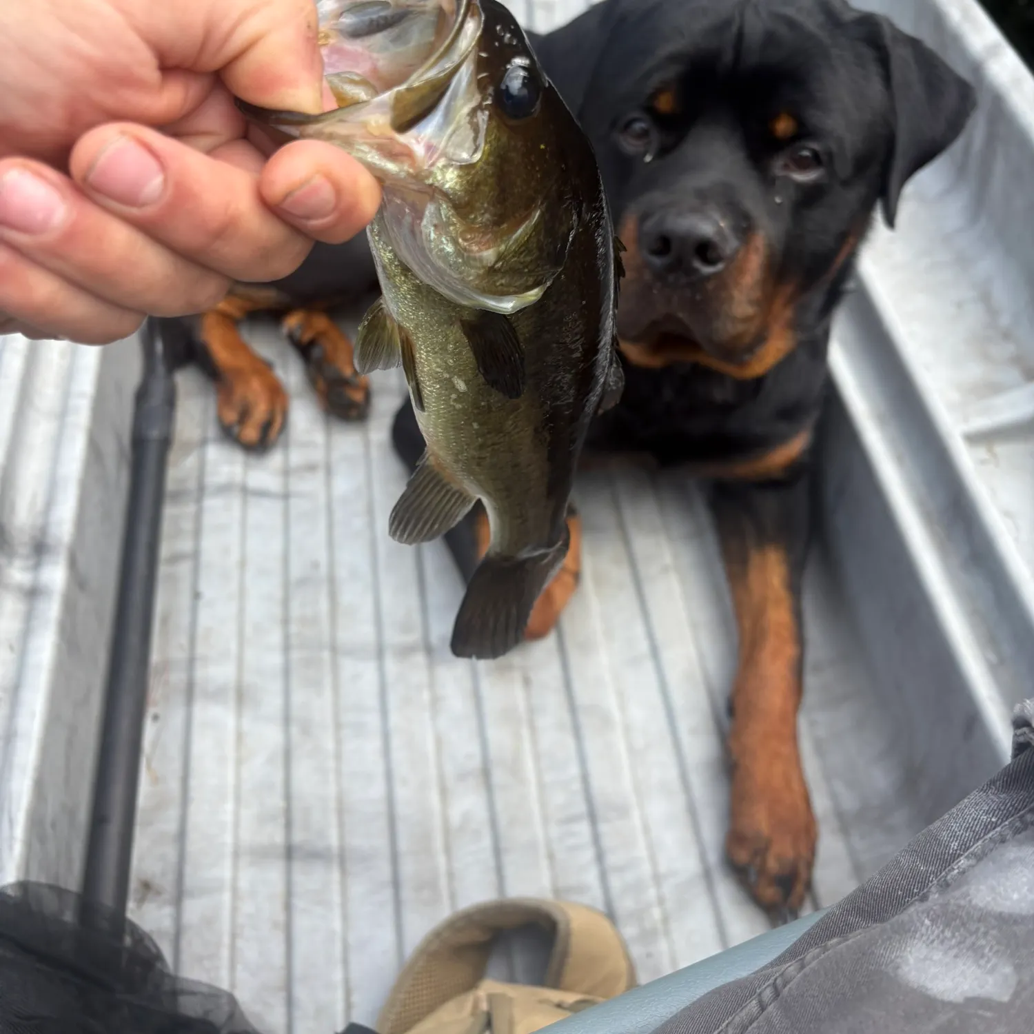 Largemouth bass caught on Fishbrain