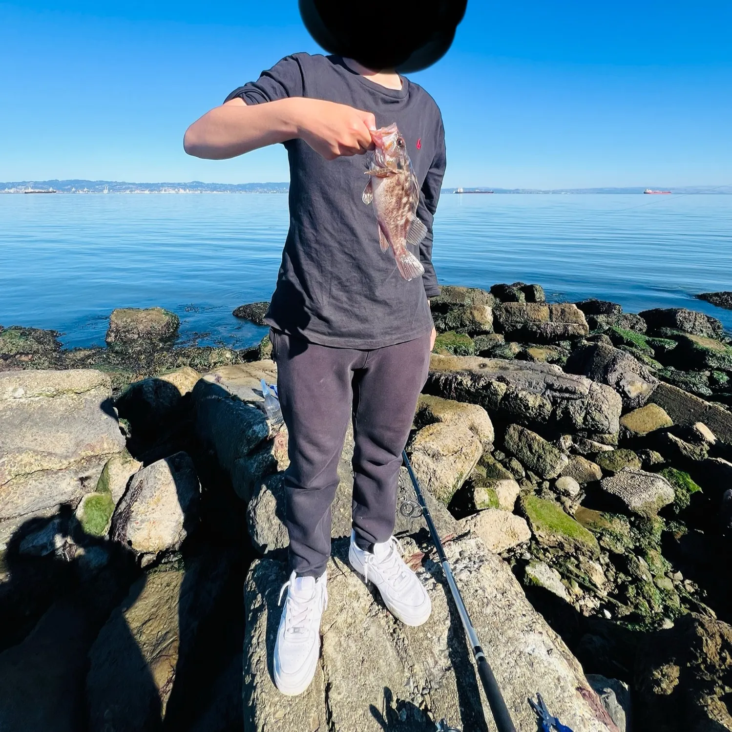 The most recent Brown rockfish catches on Fishbrain
