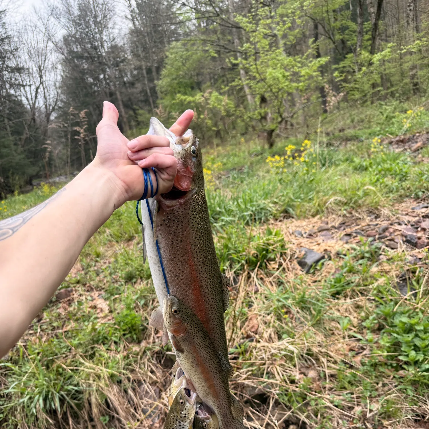 recently logged catches