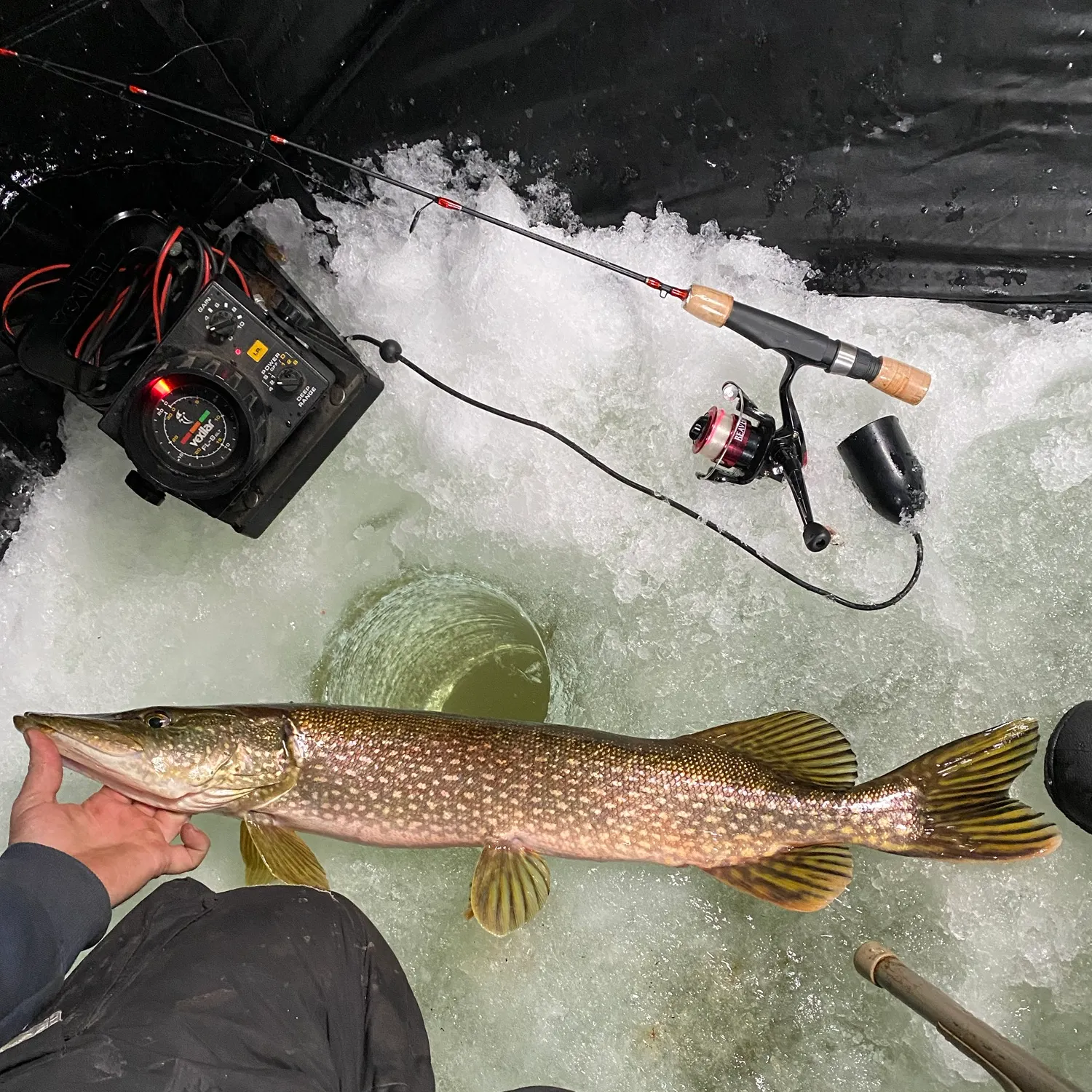 Northern pike caught on Fishbrain