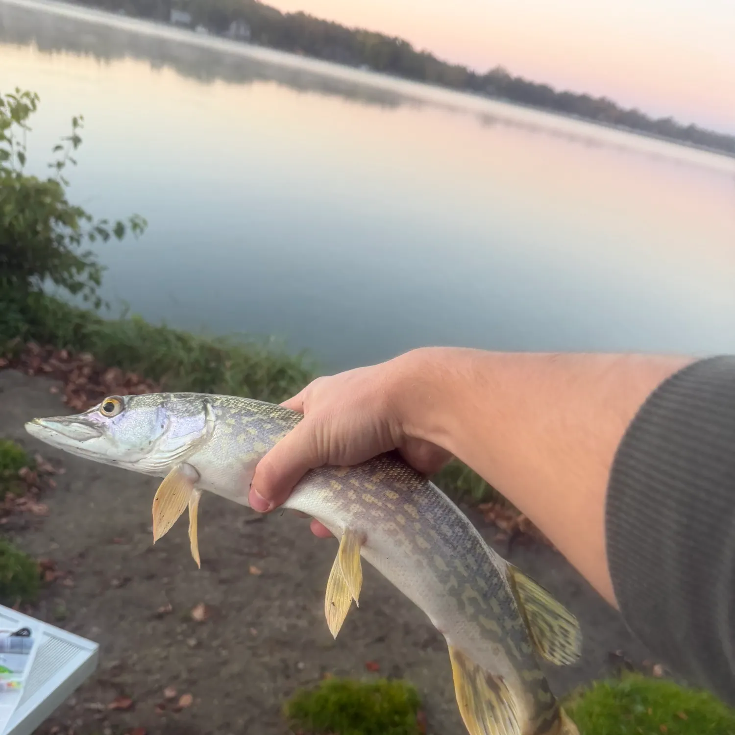 Northern pike caught on Fishbrain