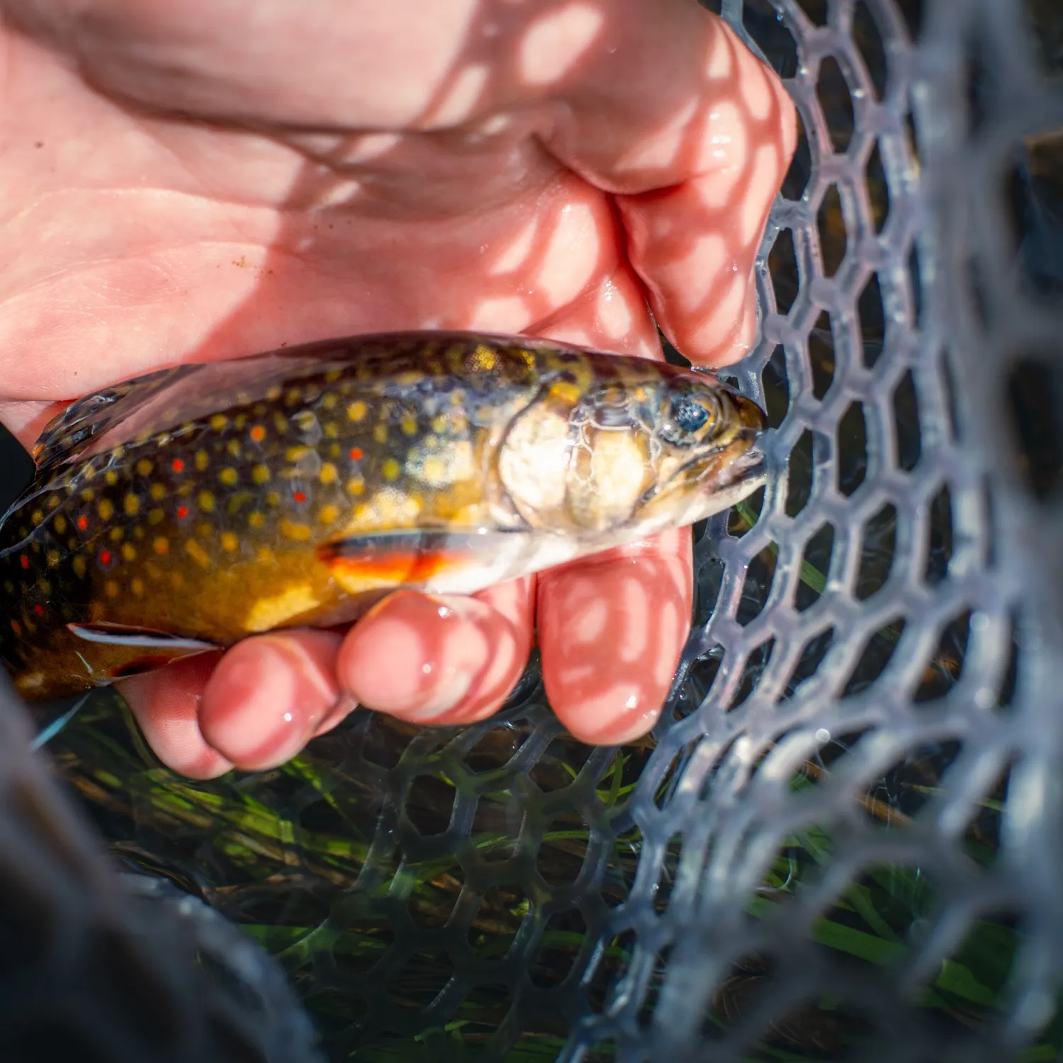 The most recent Brook trout catches on Fishbrain