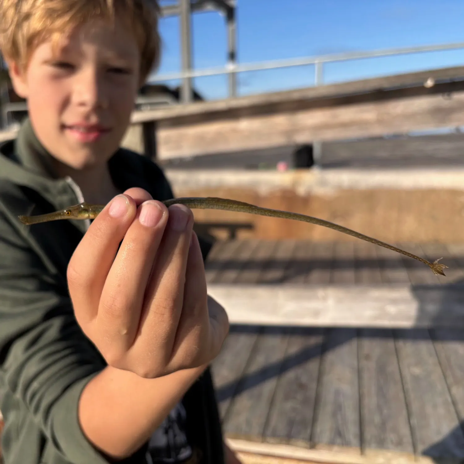 The most recent Broadnosed pipefish catches on Fishbrain