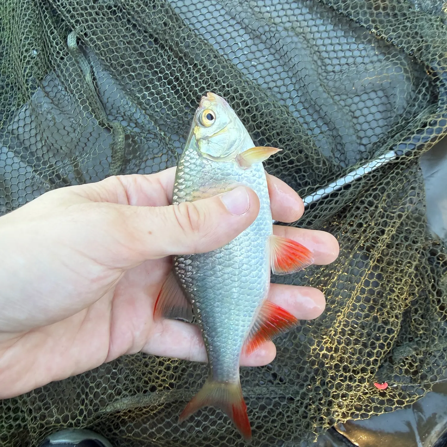 Common rudd caught on Fishbrain