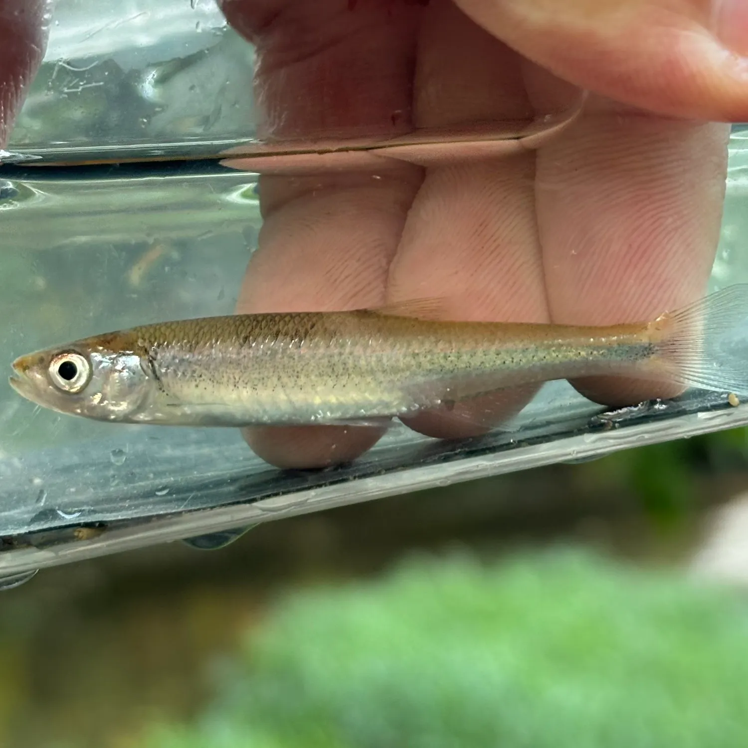 The most recent Scarlet shiner catches on Fishbrain