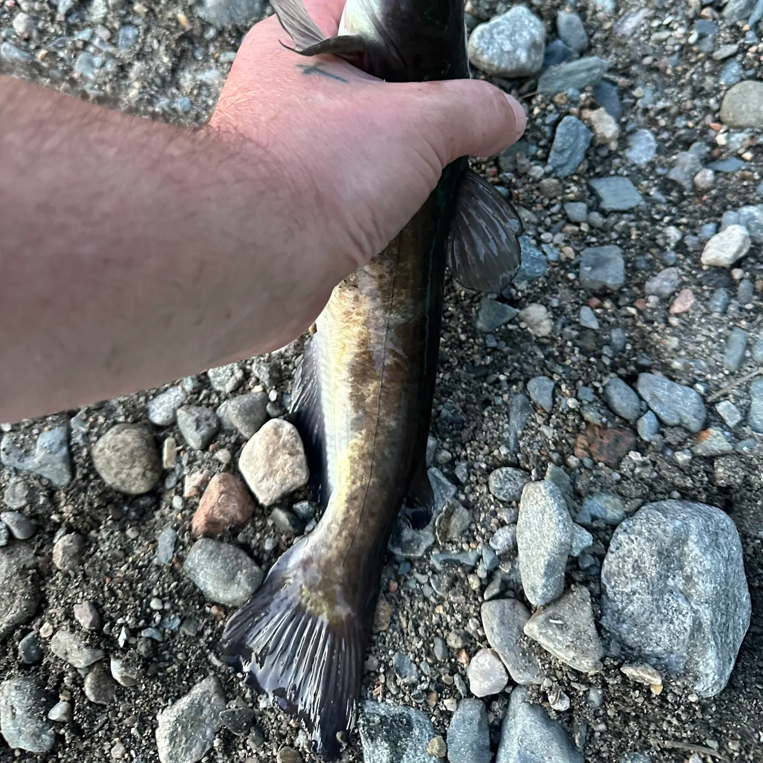Black bullhead caught on Fishbrain