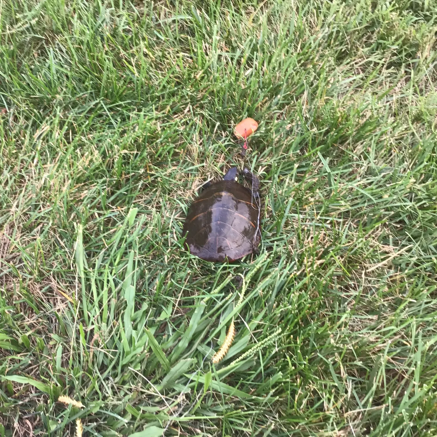 Painted turtle caught on Fishbrain