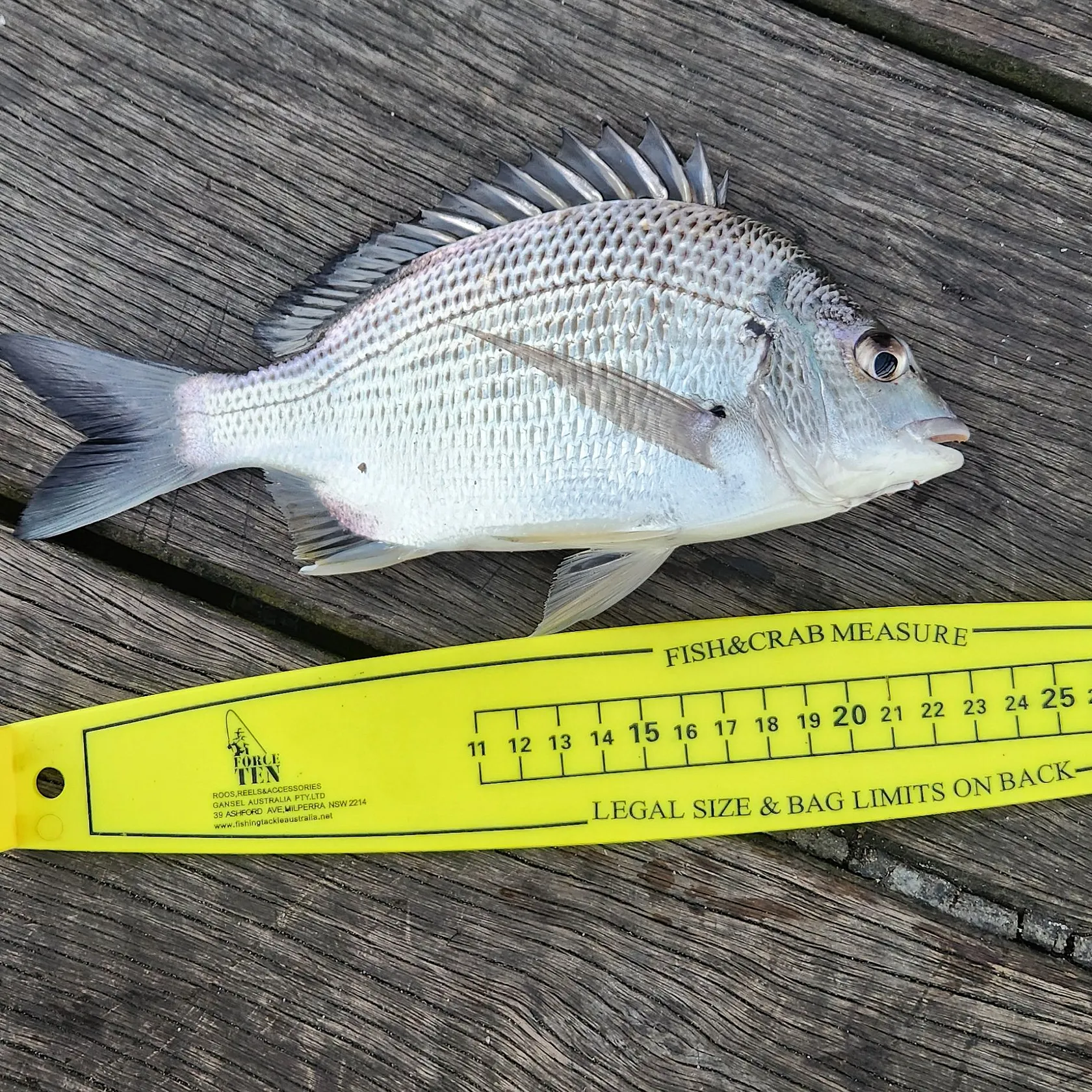 recently logged catches