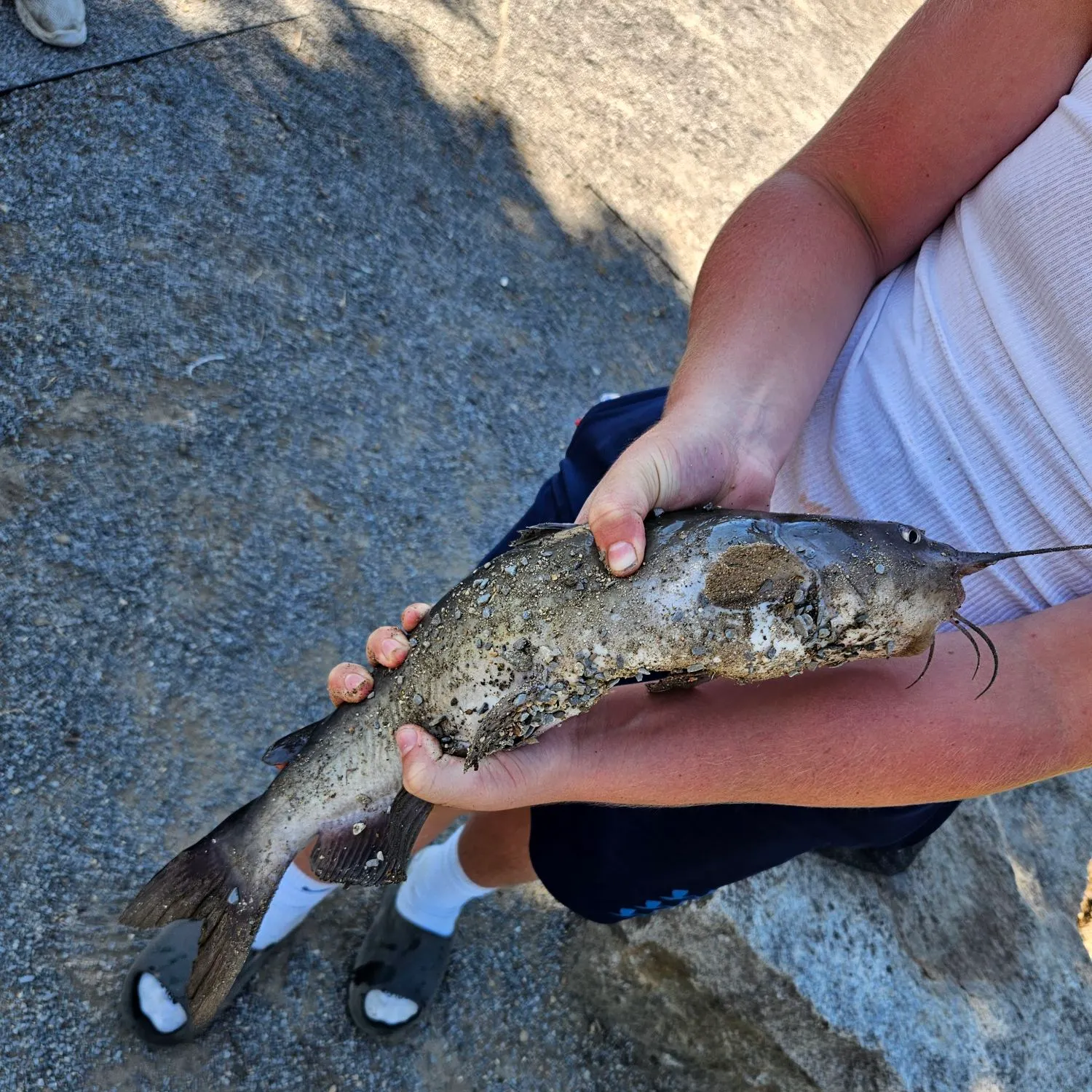 Channel catfish caught on Fishbrain