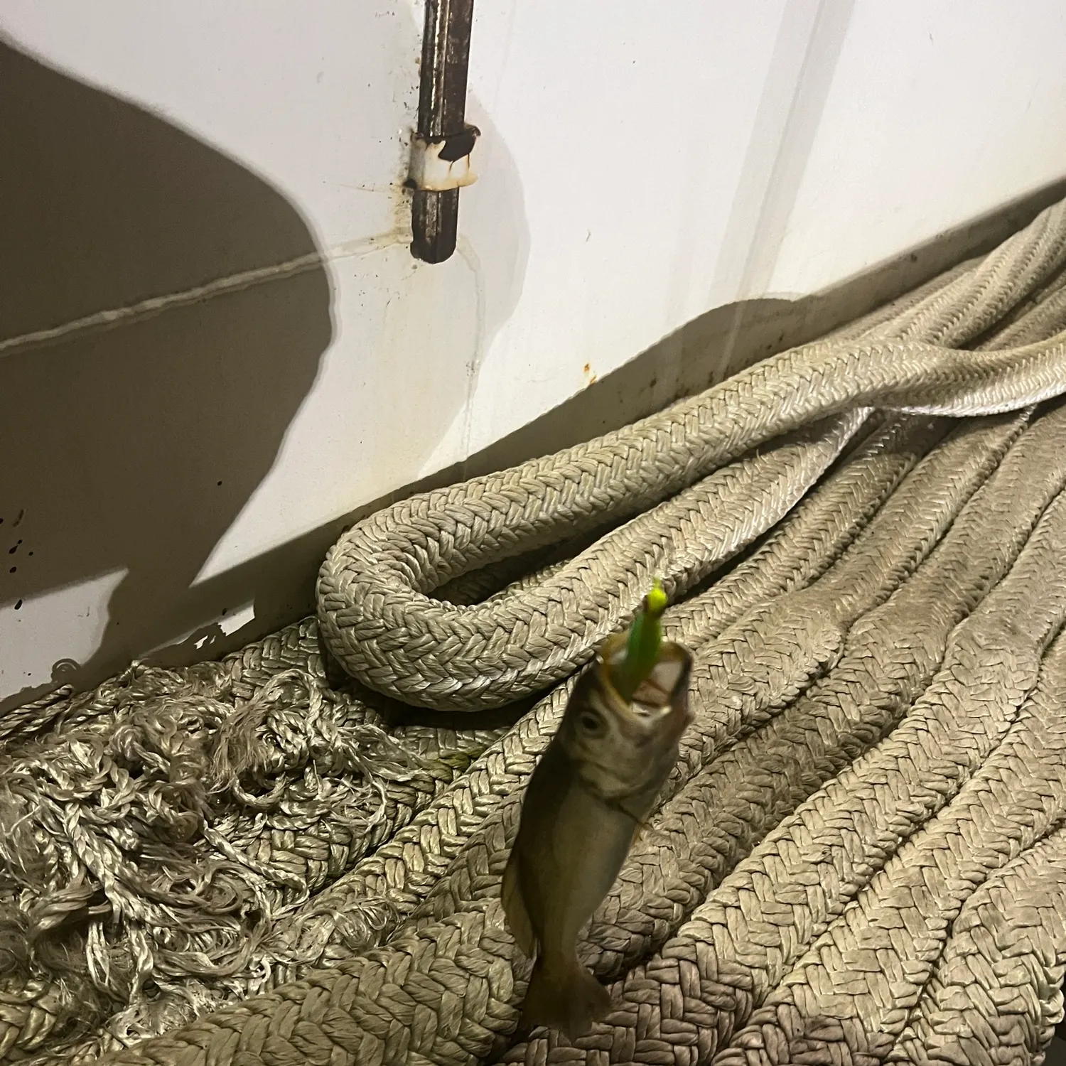 The most recent Sand seatrout catches on Fishbrain