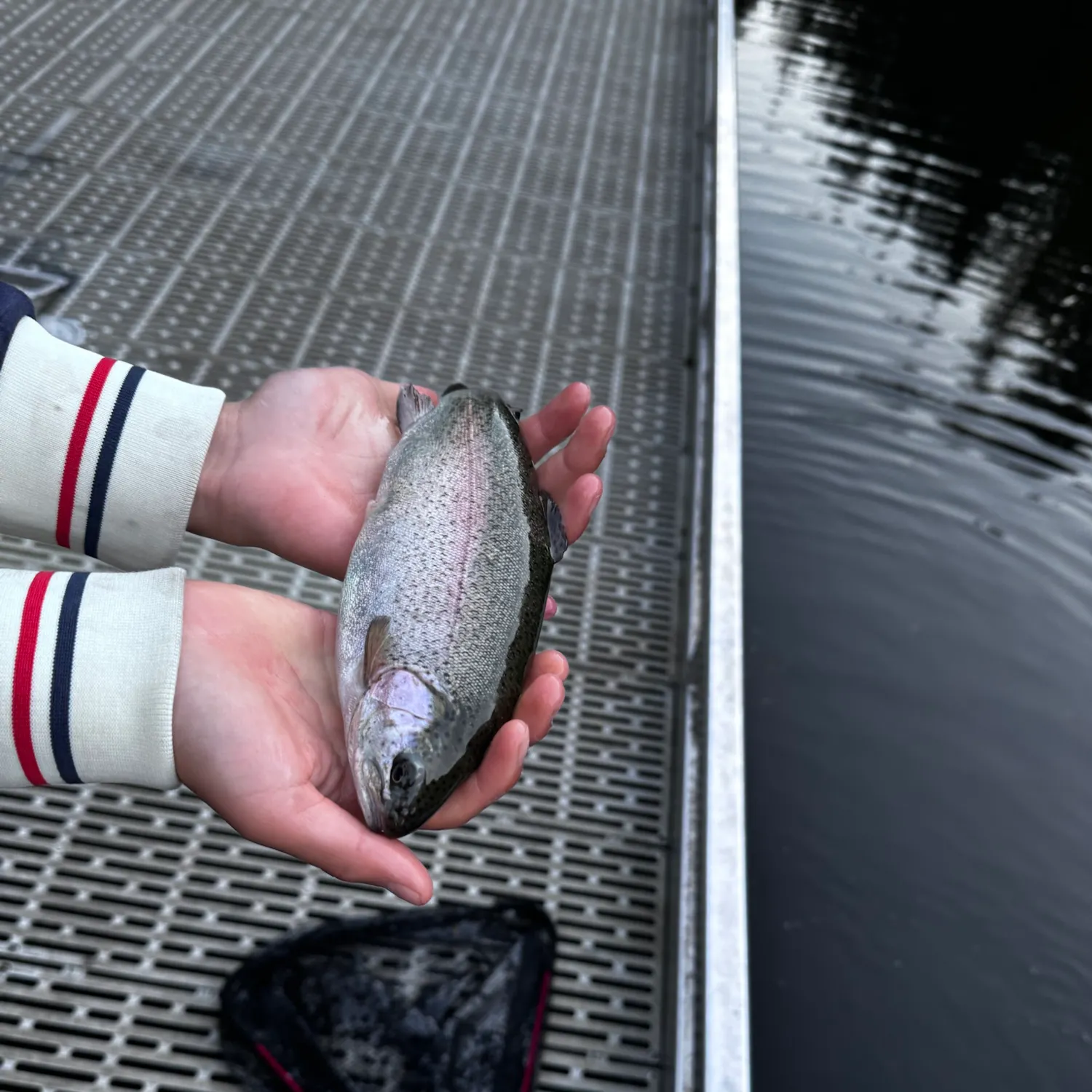 Rainbow trout caught on Fishbrain
