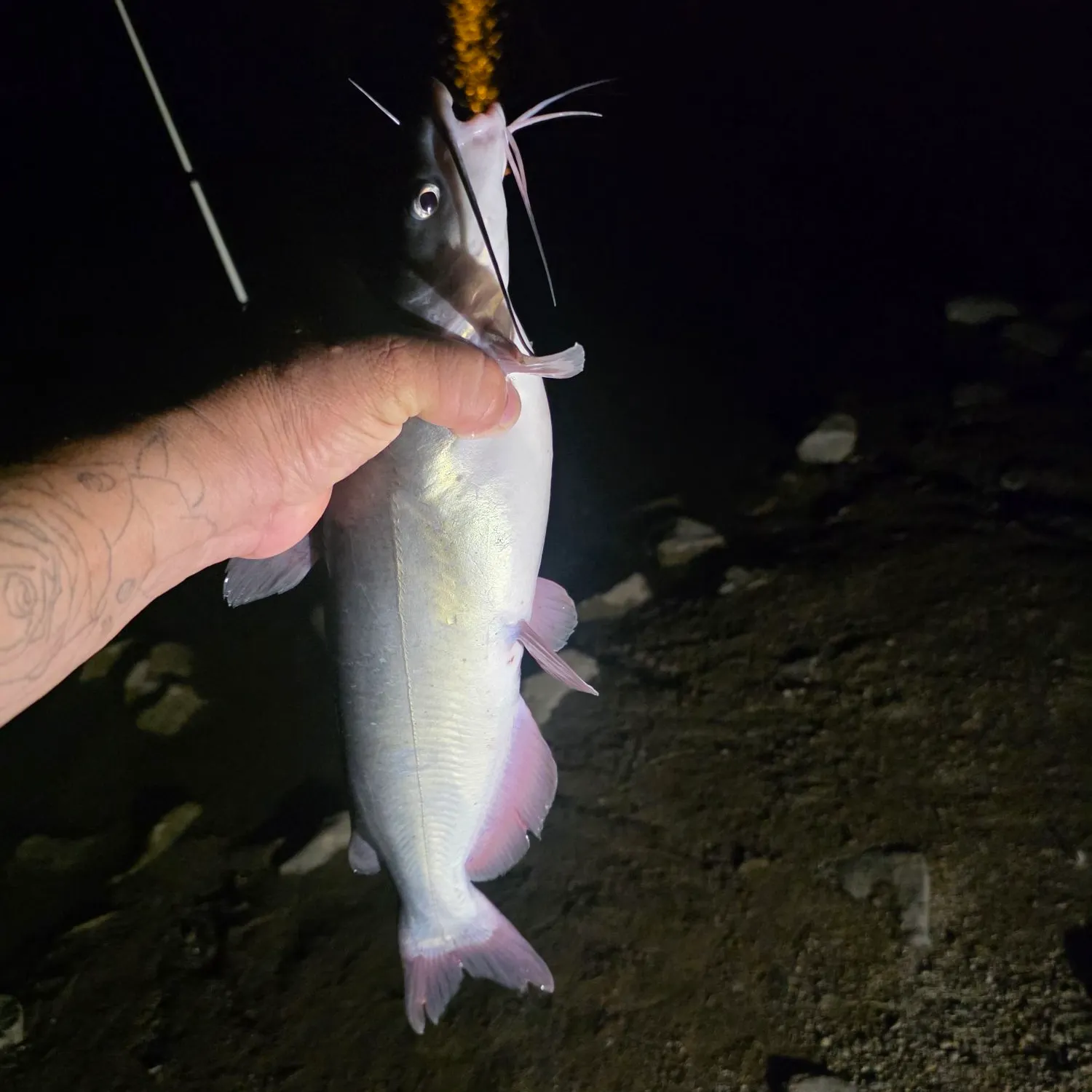 Channel catfish caught on Fishbrain