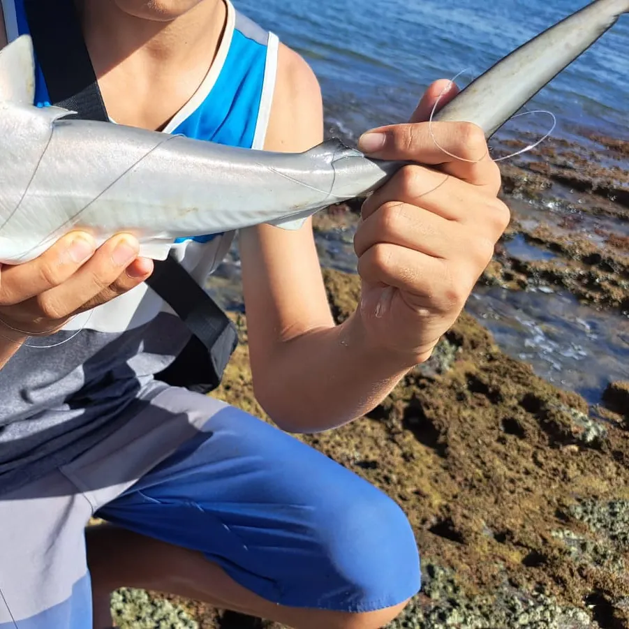 The most recent Atlantic sharpnose shark catches on Fishbrain