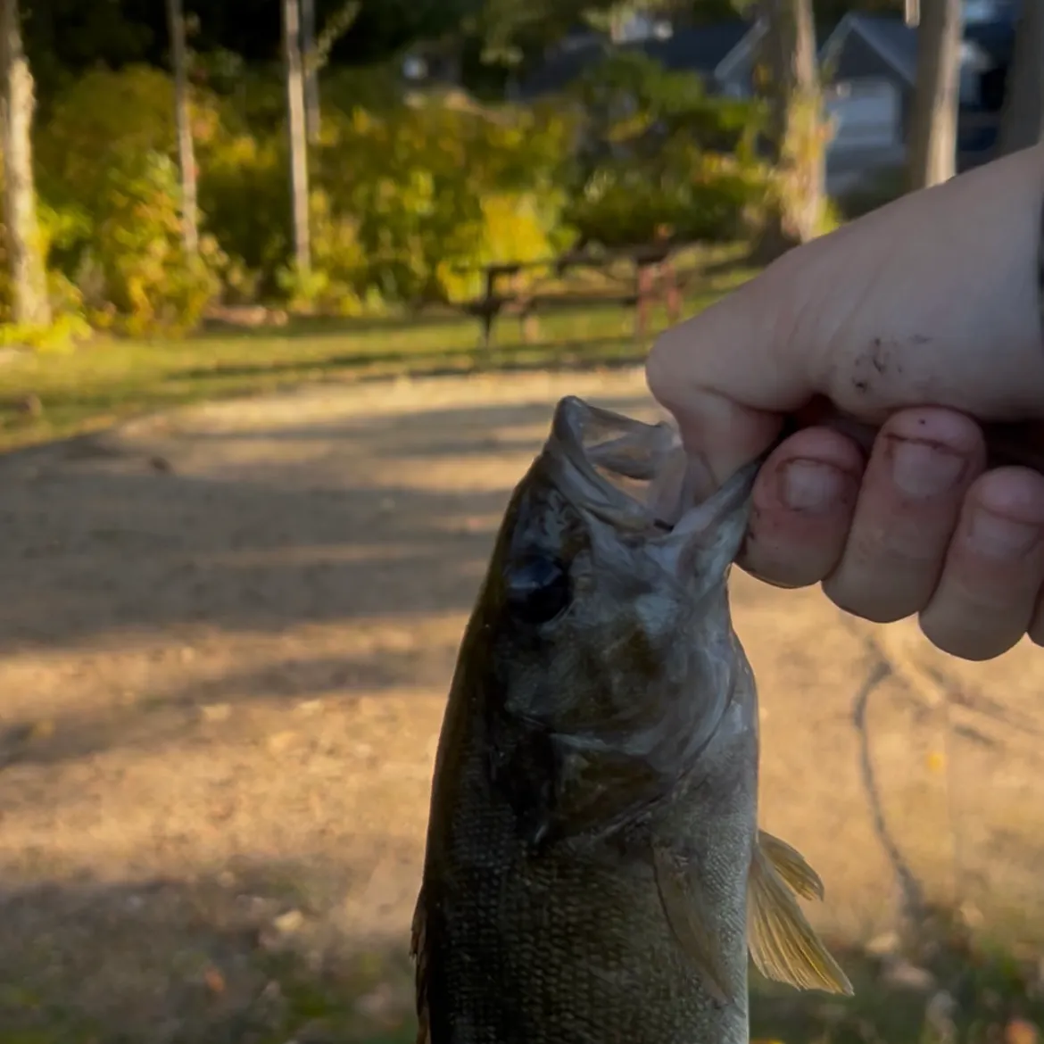Smallmouth bass caught on Fishbrain