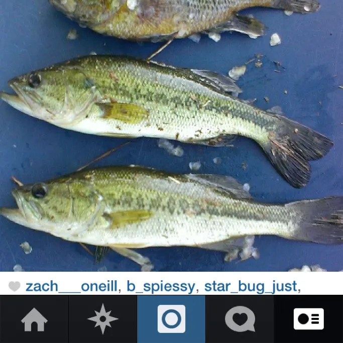 recently logged catches