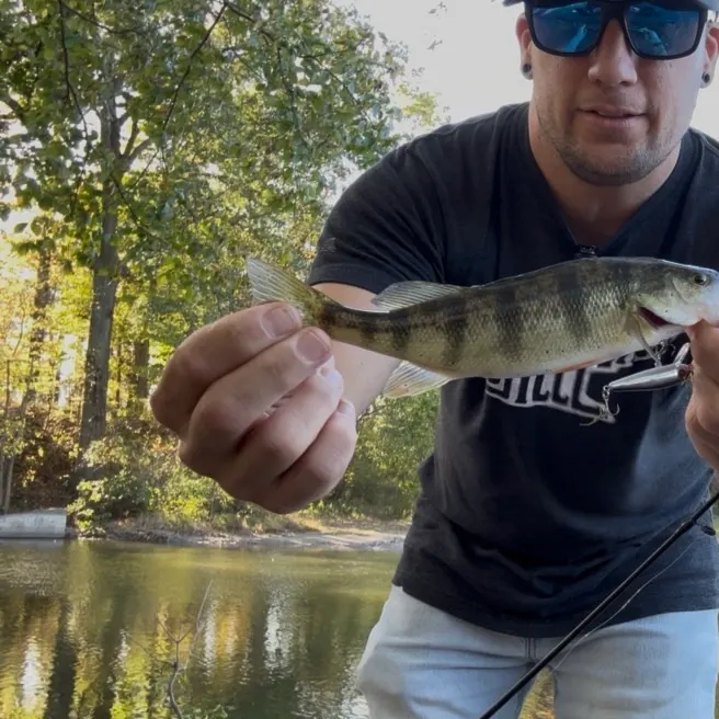 Yellow perch caught on Fishbrain