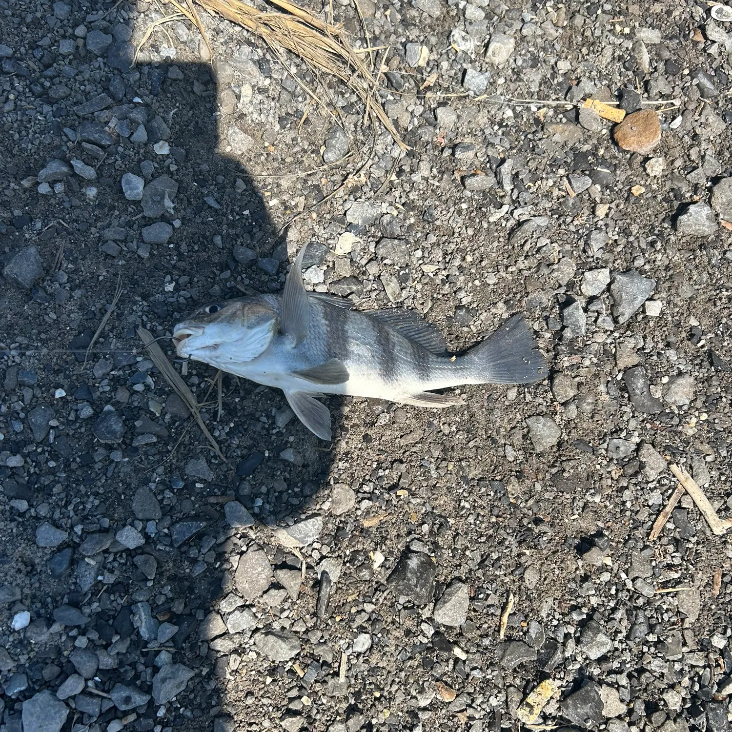 The most recent Black drum catches on Fishbrain