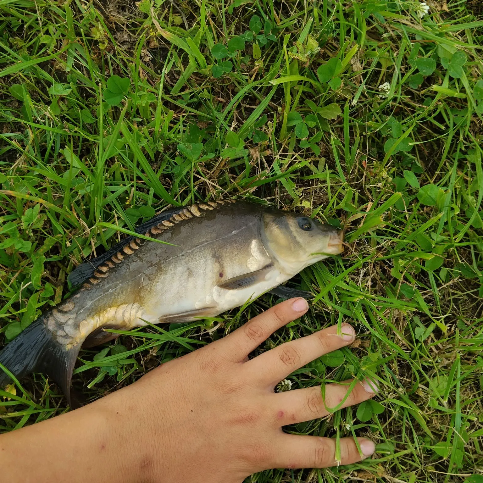 Leather carp caught on Fishbrain