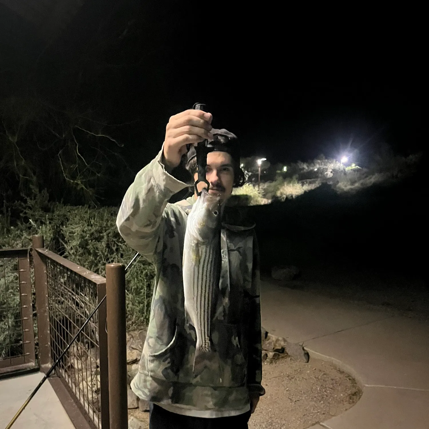 Striped bass caught on Fishbrain