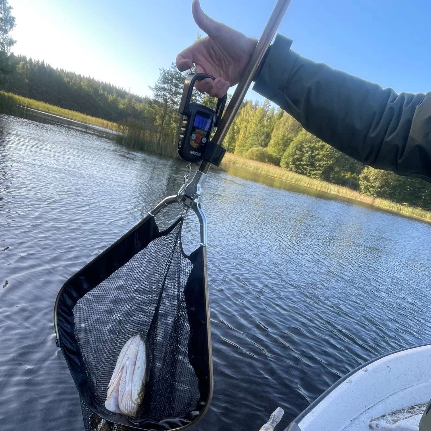 Northern pike caught on Fishbrain