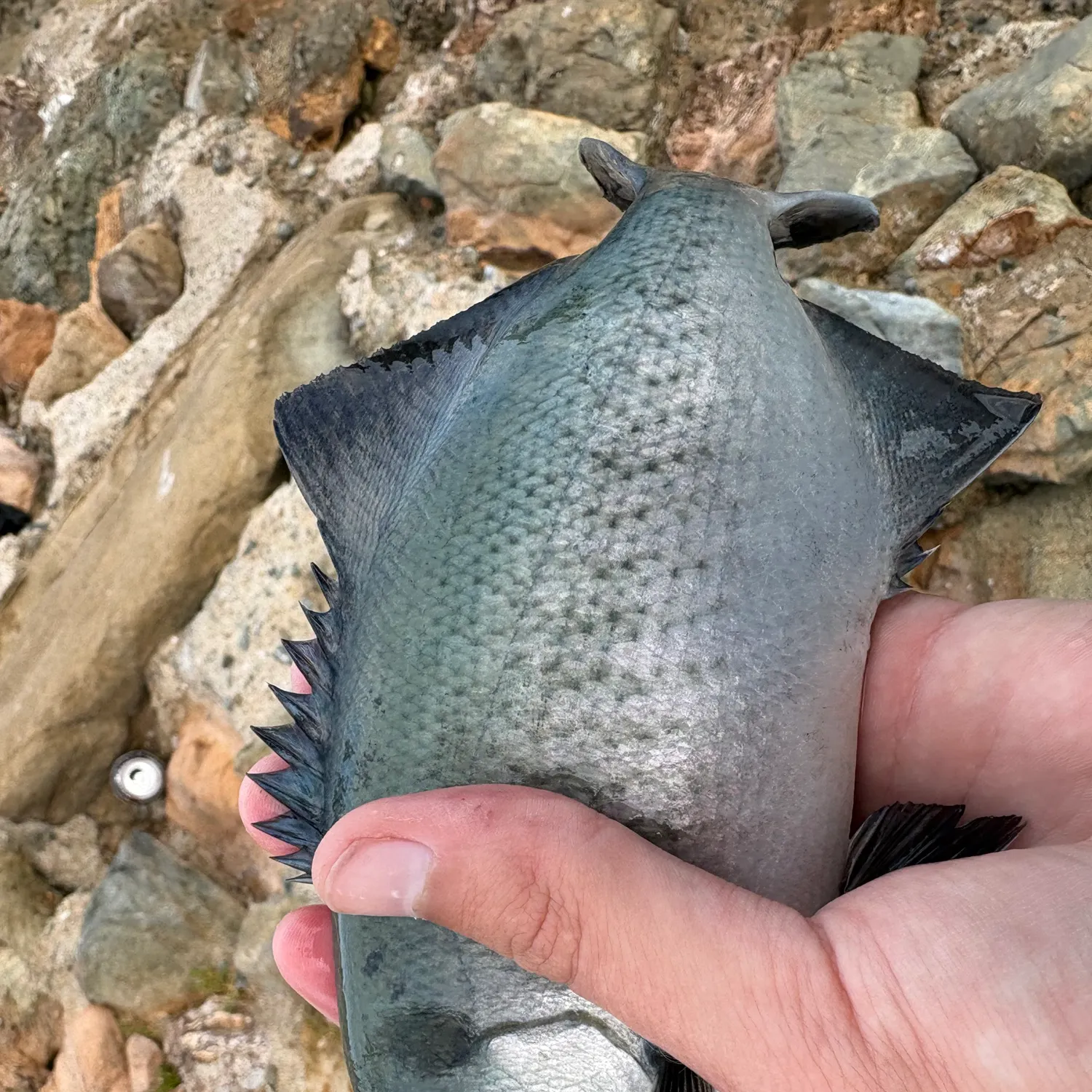 The most recent Halfmoon catches on Fishbrain