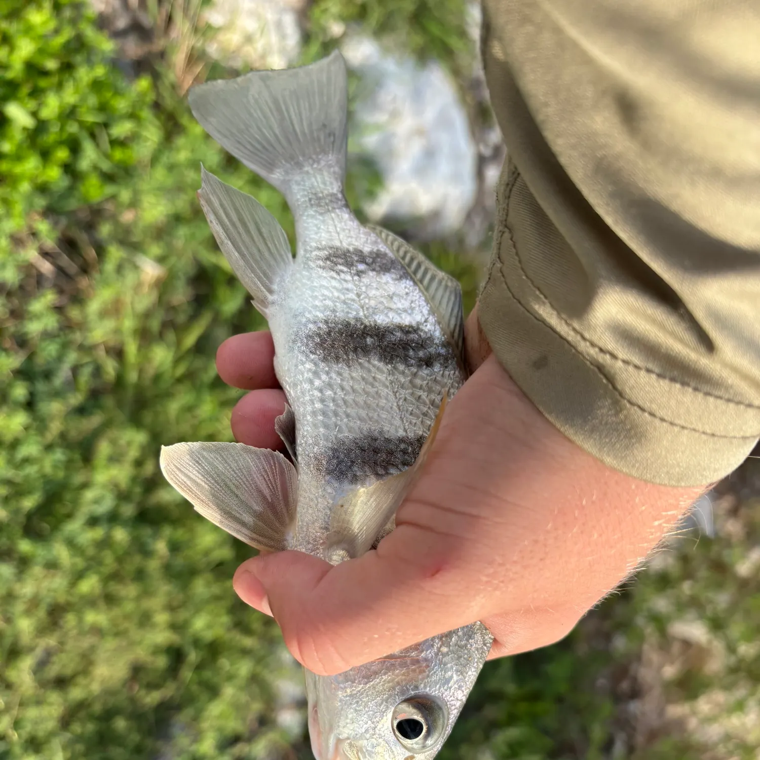 Black drum caught on Fishbrain