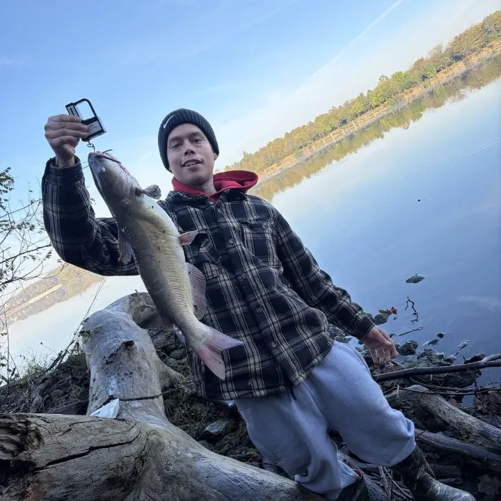 Channel catfish caught on Fishbrain
