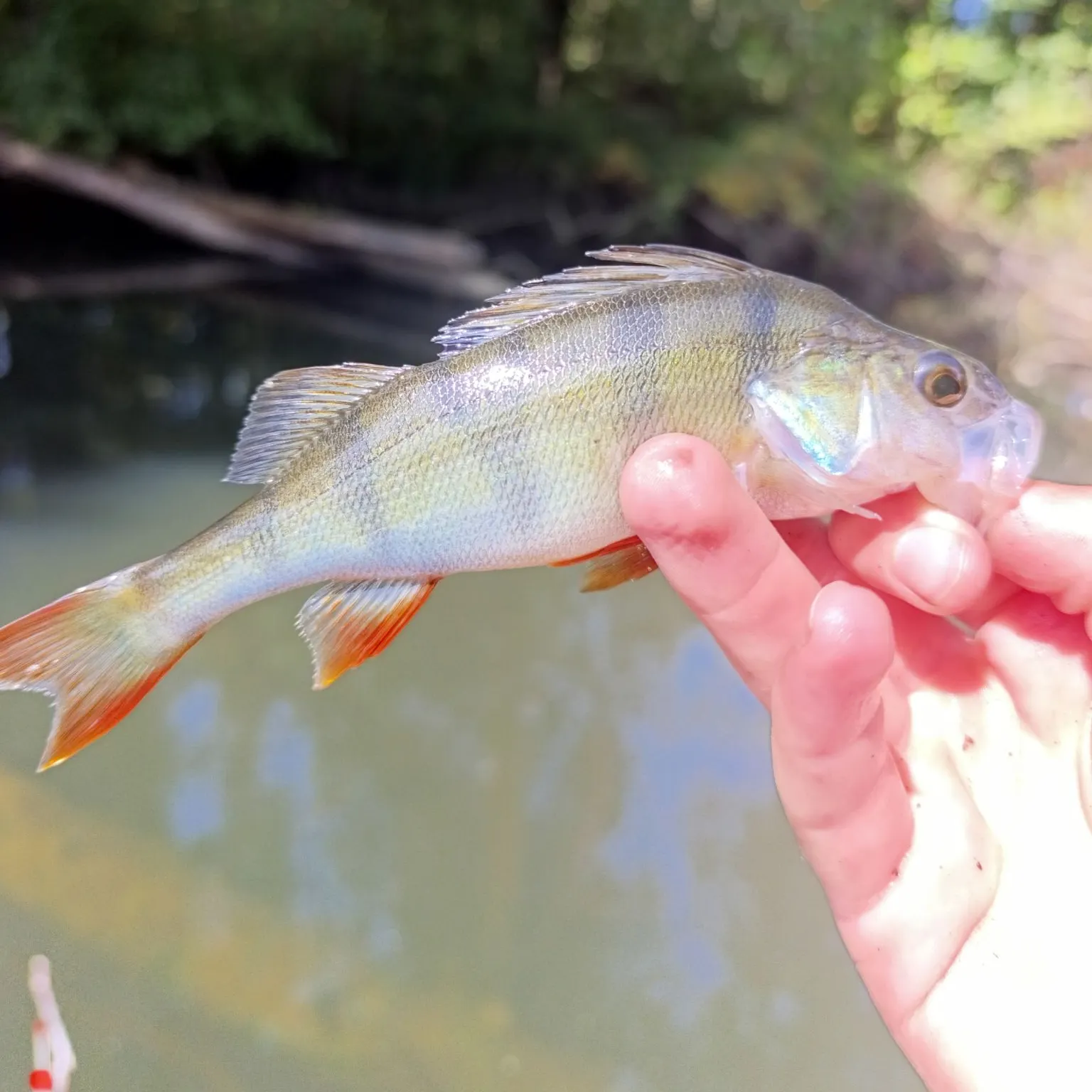 European perch caught on Fishbrain